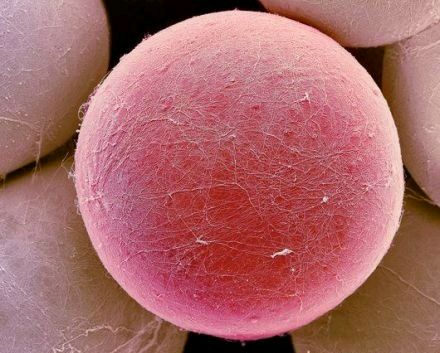 科普图,肪脂,长春好的整形医院