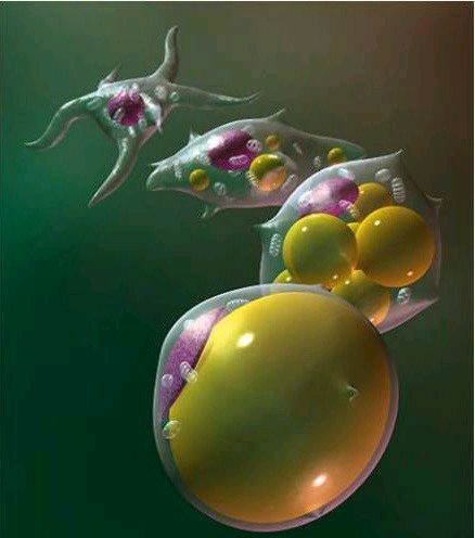 科普图,肪脂,长春好的整形医院