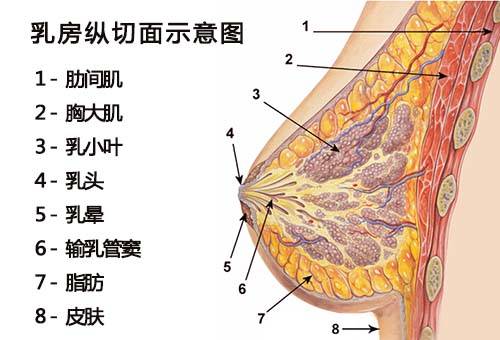 自体脂肪,隆胸,长春好的整形医院